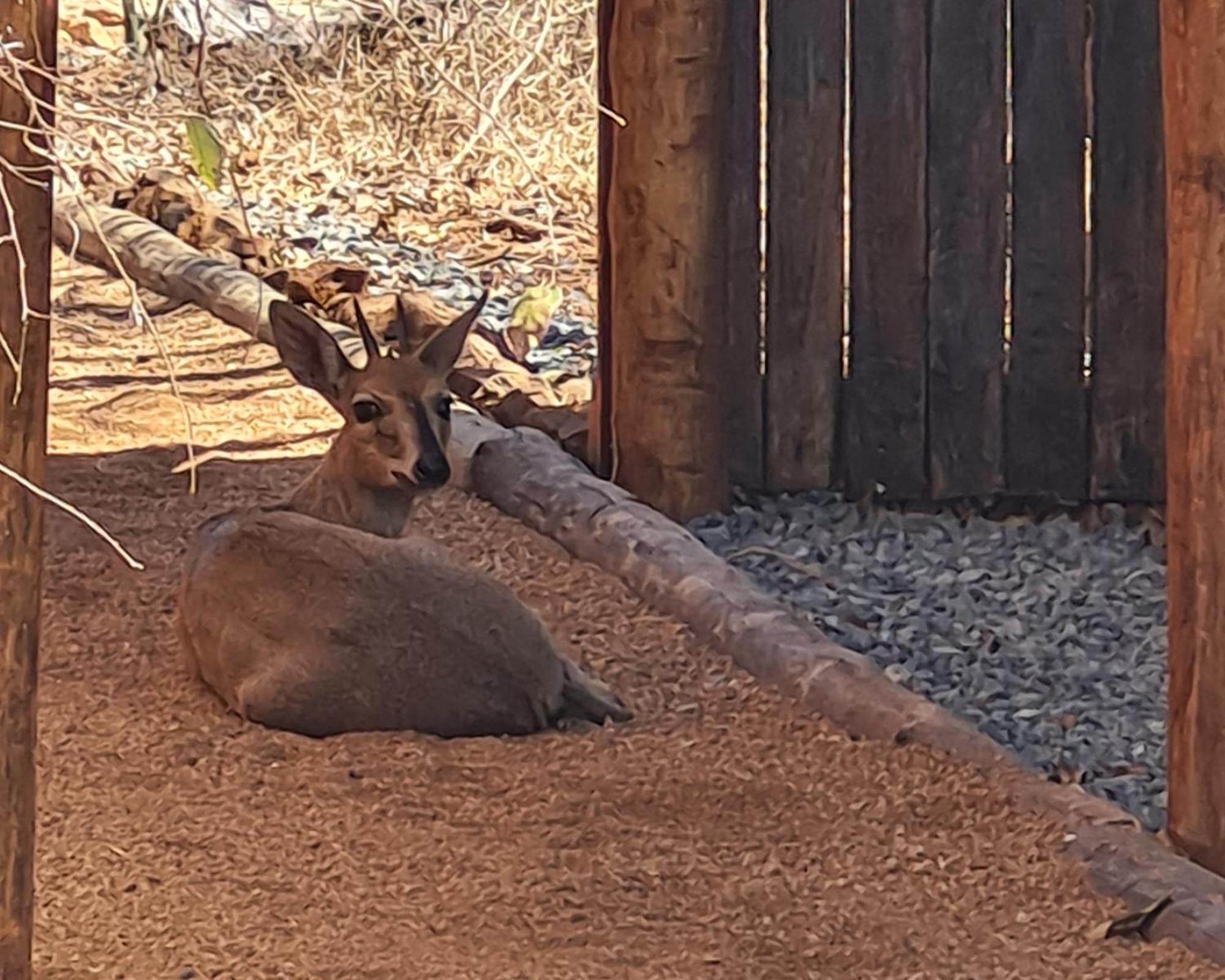 The Dreamcatcher Lodge Hoedspruit Exterior foto